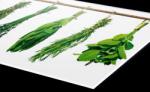 DIMEX ART Plexi a konyhapult mögött gyógynövények - 240 x 60 cm (PGT-24060-007)