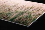 DIMEX ART Plexi a konyhapult mögött búzamező - 240 x 60 cm (PGT-24060-136)