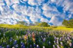 DIMEX ART Nem szőtt fotótapéta bluebonnet 375 x 250 cm (MS-5-1330)
