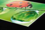 DIMEX ART Plexi a konyhapult mögött katicabogár - 60 x 60 cm (PGT-06060-015)