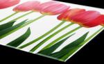 DIMEX ART Plexi a konyhapult mögött tulipánok - 60 x 40 cm (PGT-06040-058)