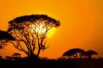 DIMEX ART Nem szőtt fotótapéta naplemente afrikában 375 x 250 cm (MS-5-1838)