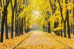 DIMEX ART Nem szőtt fotótapéta őszi park 375 x 250 cm (MS-5-1914)