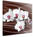 ZeSmakiem Vászonkép 30x30 Orchidea Csokoládé háttér (H187Z_PC1AI_30x30cm)