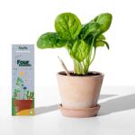 Sprout Creioane plantabile Sprout 4 anotimpuri (8 bucăți)