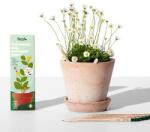 Sprout Creioane plantabile Sprout Iubire care crește (8 bucăți)