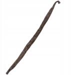 Kol-Pol Vanília Pálca 13-16 cm Vanília rúd Madagaszkár Minőség 1 Kol-Pol 1 darab (Laska wanilii 1 sztuka Kol-Pol)