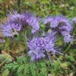 Pepiniera României Semințe de Phacelia Planta Mierii (PLA00266-PEP)