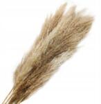 Enchanted Szárított fű Enchanted bézs 100 cm csokor 5 db (PAMPAS NATURAL 5SZT)