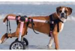  Walkin' Pets - Cărucior albastru - Mărime medie (12 - 31 kg) Roz
