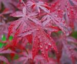 DobreNasiona. pl Vörös Pálmajuhar (acer Palmatum Var Atropurpureum) 10 Mag