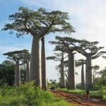DobreNasiona. pl afrikai Baobab (Adansonia digitata) magok otthonra és bonsaira (nasion)