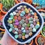 DobreNasiona. pl Élő kövek MIX színek 50 fajta 20 mag (Lithops sp. ) (nasiona)