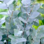 DobreNasiona. pl magvak Hamvas eukaliptusz (Eucalyptus cinerea) fagyálló 12 C-ig (nasion)