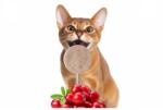 JKAnimals Recompensa Liofilizata pentru Pisici Tip Acadea JK (90% Carne de Pui): Inovatie Gourmet, Gust Intens si Conectare