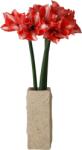 Botane Buchet de flori artificiale Dark Red Amaryllis (BOT-WI26-BOU-028)