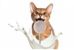 JKAnimals Recompensa Liofilizata pentru Pisici Tip Acadea cu 90% Pui si Lapte de Capra, JK Animals