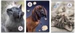 Beniamin Füzet A4/60K Kockás The Sweet Pets (5DB) (5904441116281)