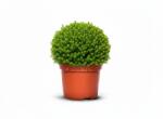 Iglaco Hebe Green Globe Palánta Örökzöld gömb cserépben Kert 15 db (1032639)