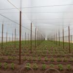 AgroClima Folie termica 3, 5m latime, 40 microni, anticondens