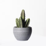 Supergreens Plantă artificială cactus Blue Candle, 17 cm, în ghiveci, SUPERGREENS