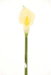 Supergreens Floare artificială Cală Calla albă, 76 cm, SUPERGREENS