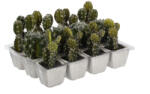 Supergreens Plantă artificială Cactus, 14 cm, în ghiveci, SUPERGREENS