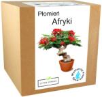 Łatwa Uprawa Afrika láng termesztő készlet Delonix regia tüzes fa magok (Drzewo szczęścia bonsai nasiona sadzonka)