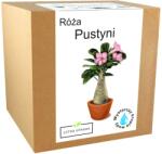 Łatwa Uprawa Sivatagi rózsa Adenium obesum Egész éves termesztő szett évelő magok (Róża pustyni do uprawy w domu)