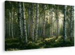 Dovido Tablou pădure de mesteceni în lumina dimineții - 40x30