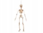 Boland Halloween lógó csontváz, dekoráció 50 cm, ideális partira Boland (B72037)