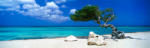 Heye Panoráma Puzzle - Divi Tree (Edition Humboldt) 1000 db-os