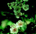  Cseregalagonya (Crataegus oxyacantha) DEVA Európai virágeszencia