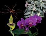  Self Renewal összetett orchidea eszencia