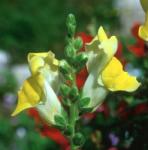  DEVA Európai virágeszencia Kerti oroszlánszáj (Antirrhinum majus)