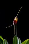  Soul Dancer orchidea eszencia