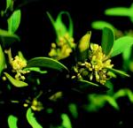  Örökzöld puszpáng (Buxus sempervirens) DEVA Európai virágeszencia