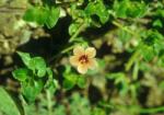  Mezei tikszem (Anagallis arvensis) DEVA Európai virágeszencia