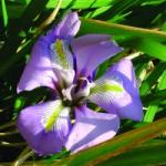 Berber nőszirom (Iris unguicularis - Algerian Iris) Bailey virágeszencia 10ml