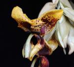  Voice of Courage orchidea eszencia