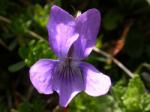  Erdei ibolya (Viola hirta) DEVA Európai virágeszencia