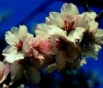  Mandulafa (Prunus amygdalus) DEVA Európai virágeszencia
