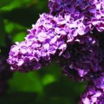  Orgona (Syringa vulgaris - Lilac) Bailey virágeszencia 10ml
