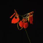  Serene Overview (Devata) orchidea eszencia