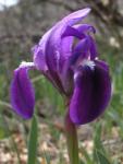  Nőszirom (Iris sp. ) DEVA Európai virágeszencia