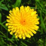  Hölgymál (Hieracium vulgatum - Hawkweed) Bailey virágeszencia 10ml