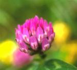  Lóhere (Trifolium pratense) DEVA Európai virágeszencia