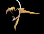  Unicorn orchidea eszencia