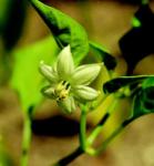  Étkezési paprika (Capsicum annuum) DEVA Európai virágeszencia