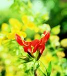  Skarlát maszkvirág (Mimulus cardinalis) DEVA Európai virágeszencia